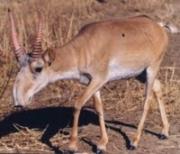 Saiga tatarica